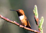 HummingbirdTH